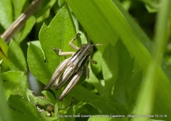 Bogotacris acuticauda