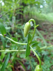 Lilium lancifolium