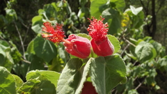 Abutilon micropetalum