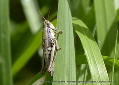 Bogotacris acuticauda