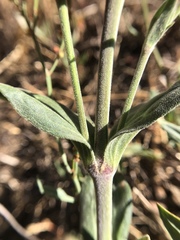 Silene scouleri scouleri