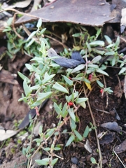 Chenopodium nutans nutans