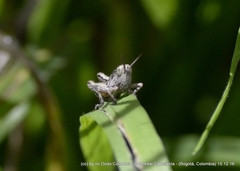 Bogotacris acuticauda