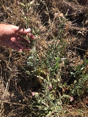 Silene scouleri scouleri