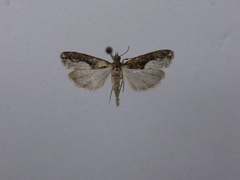 Eudonia hemiplaca