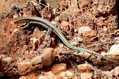 Pholidoscelis taeniurus