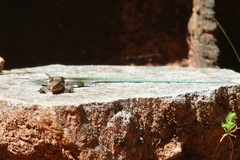 Pholidoscelis taeniurus