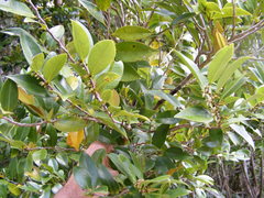 Xylopia hastarum