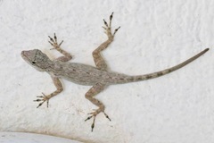 Anolis brevirostris