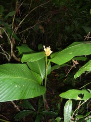 Goeppertia marantifolia