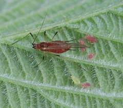 Macrosiphum funestum