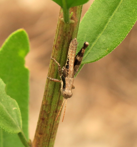Melanoplus childsi · NaturaLista Colombia