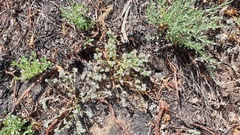 Phacelia curvipes