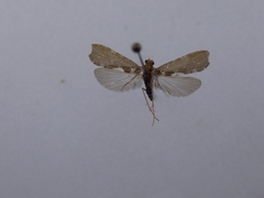 Polyplectropus