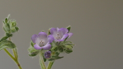 Phacelia curvipes