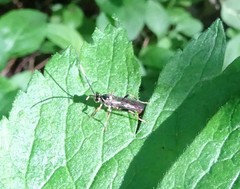 Cratichneumon annulatipes