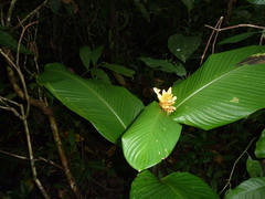 Goeppertia marantifolia