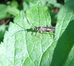 Cratichneumon annulatipes