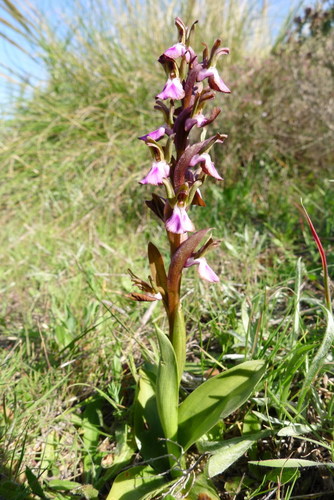 Fan-lipped Orchid