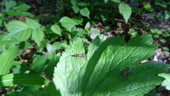 Cratichneumon annulatipes