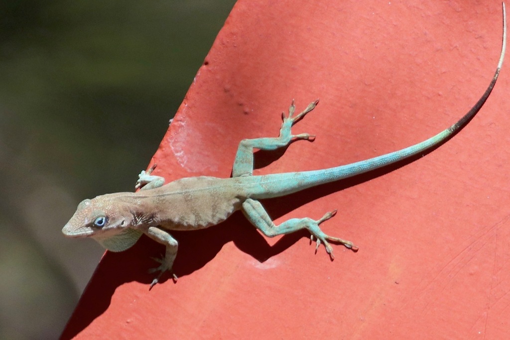 Baoruco Blue Anole
