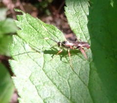Cratichneumon annulatipes