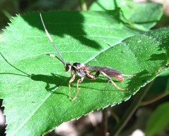 Cratichneumon annulatipes
