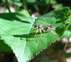 Cratichneumon annulatipes
