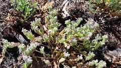 Phacelia curvipes