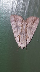 Catocala clintonii