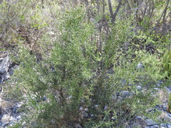 Koeberlinia spinosa