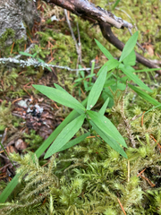 Moehringia