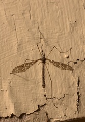 Epiphragma