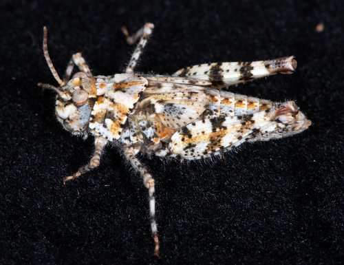Little Buzzer Grasshopper photo 3