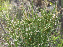 Koeberlinia spinosa