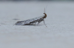 Metzneria paucipunctella