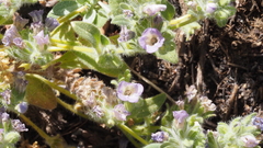 Phacelia curvipes