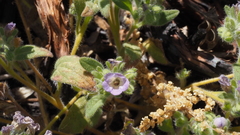 Phacelia curvipes