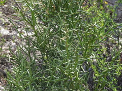 Koeberlinia spinosa