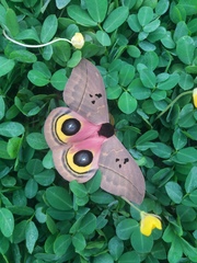 Automeris belti