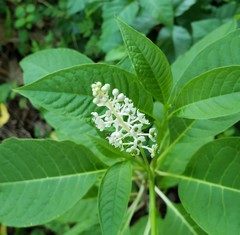 Phytolacca americana