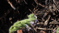Phacelia curvipes