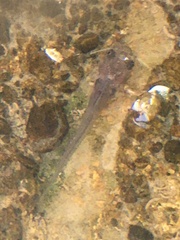 Ictalurus punctatus