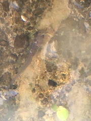 Ictalurus punctatus