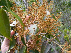 Calyptranthes chytraculia