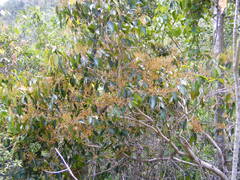 Calyptranthes chytraculia