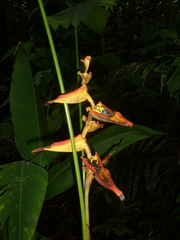 Heliconia irrasa