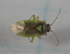 Orthops scutellatus
