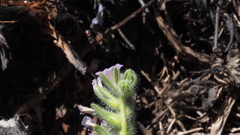 Phacelia curvipes
