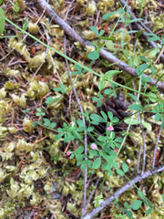 Acmispon parviflorus